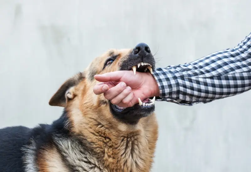 German Shepherd dog with bared teeth biting a human hand and forearm.